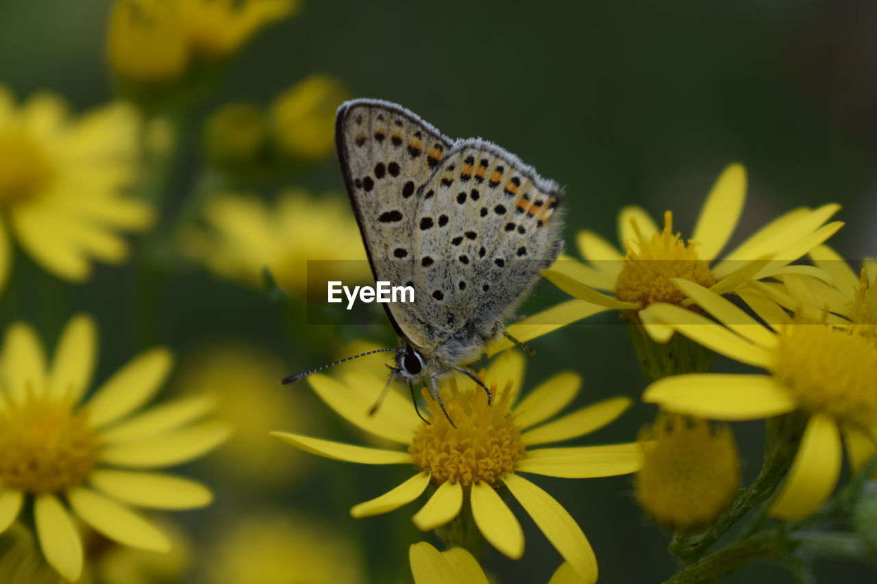 CLOSE-UP OF BUTTERFLY POLLINATING ON YELLOW FLOWERING