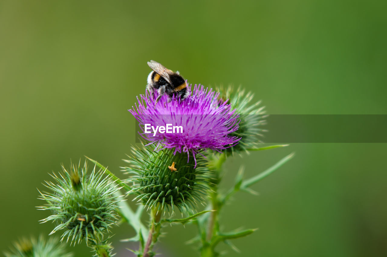 Bumblebee on a thistle