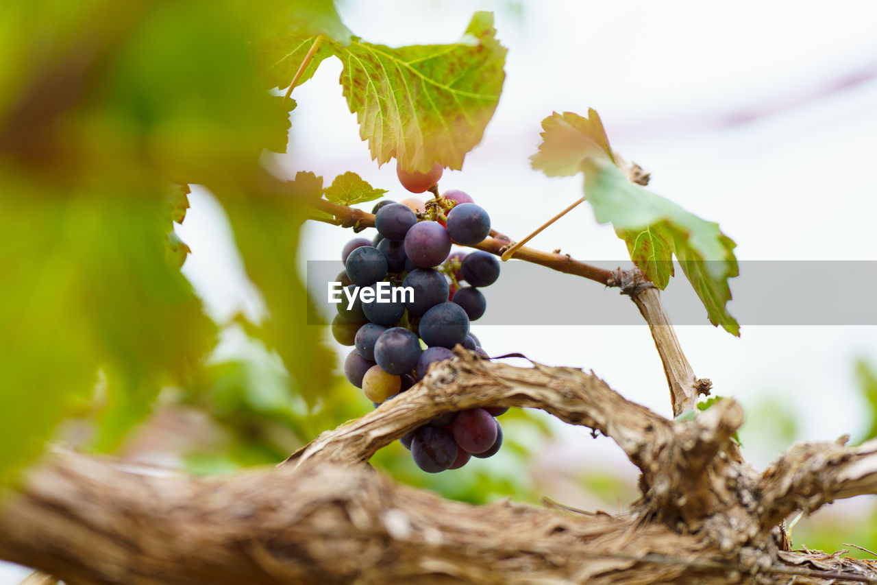 CLOSE-UP OF GRAPES GROWING ON VINEYARD