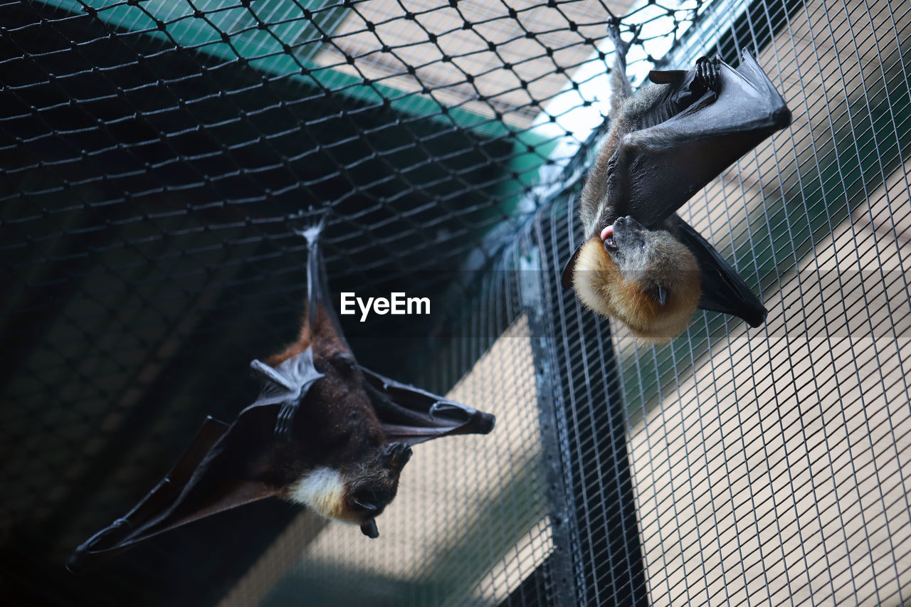 Low angle view of bats hanging in cage