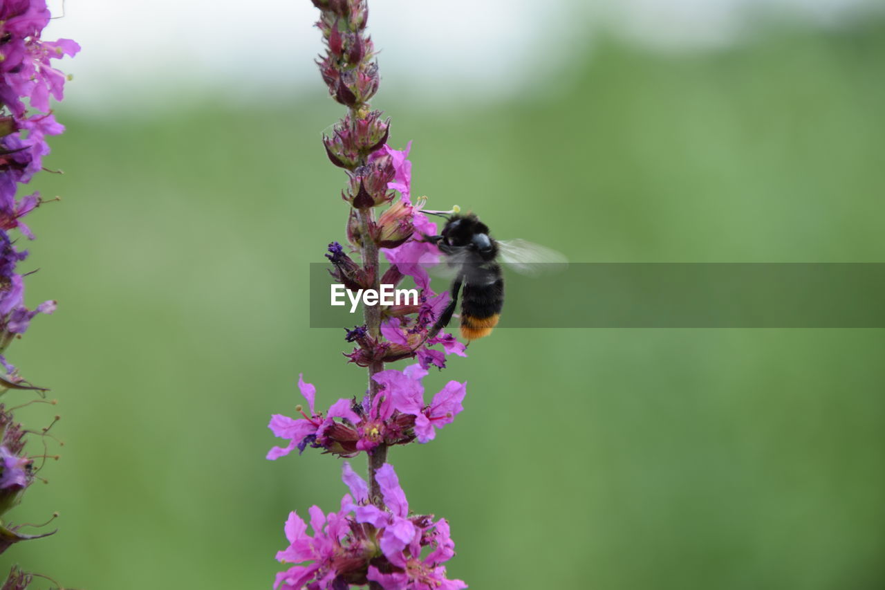 VIEW OF BEE ON LAVENDER