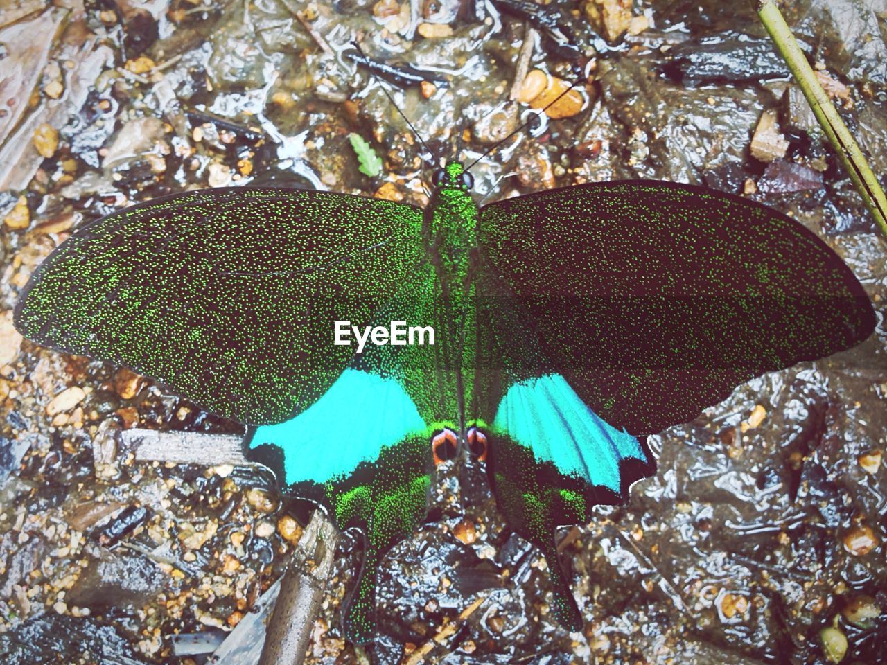 Butterfly perching on twig over stream