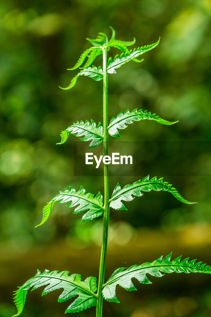 CLOSE-UP OF FERN LEAF