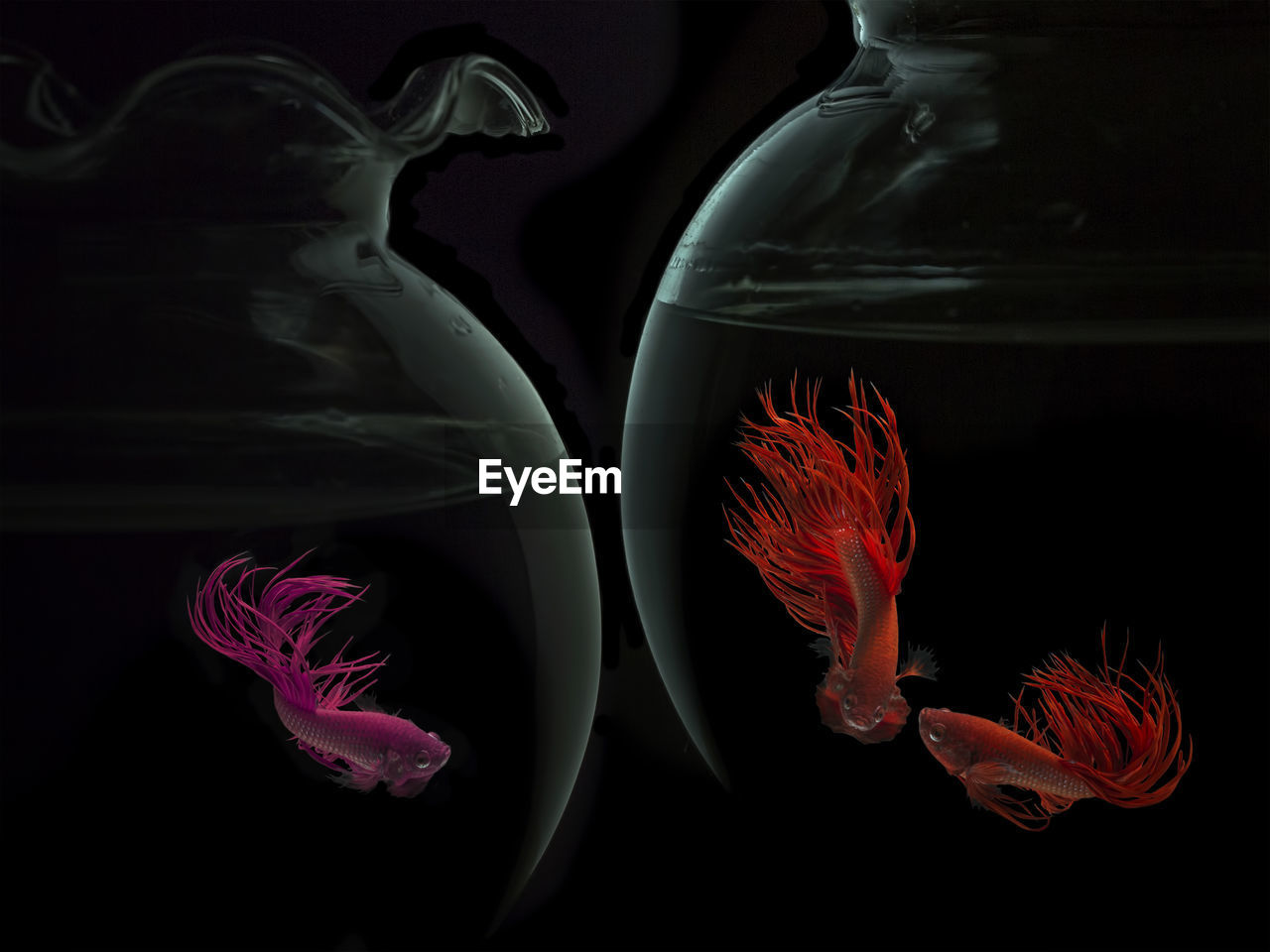 Close-up of fish swimming in fishbowls against black background