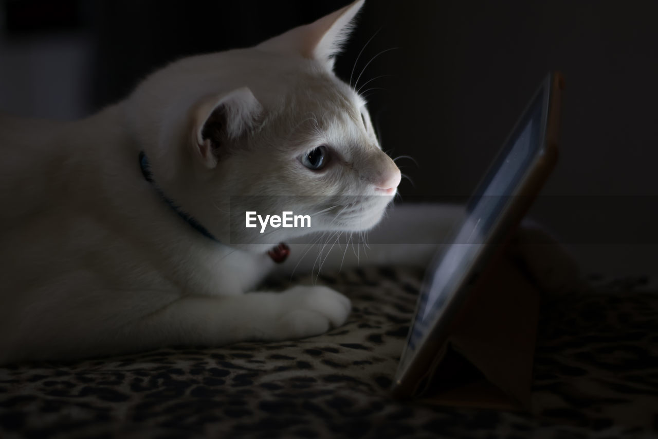 Close-up of cat looking at digital tablet