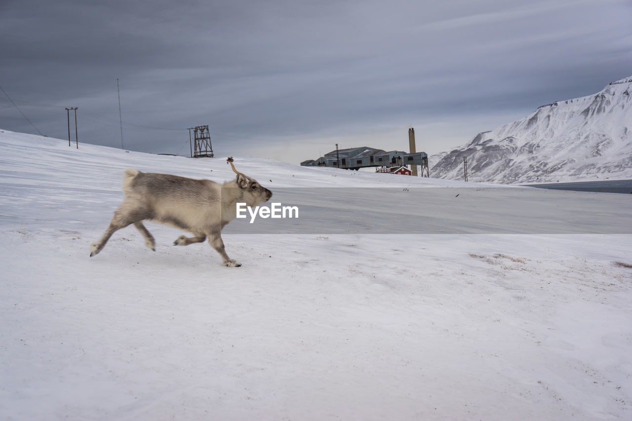 Young reindeer walking on snow covered land