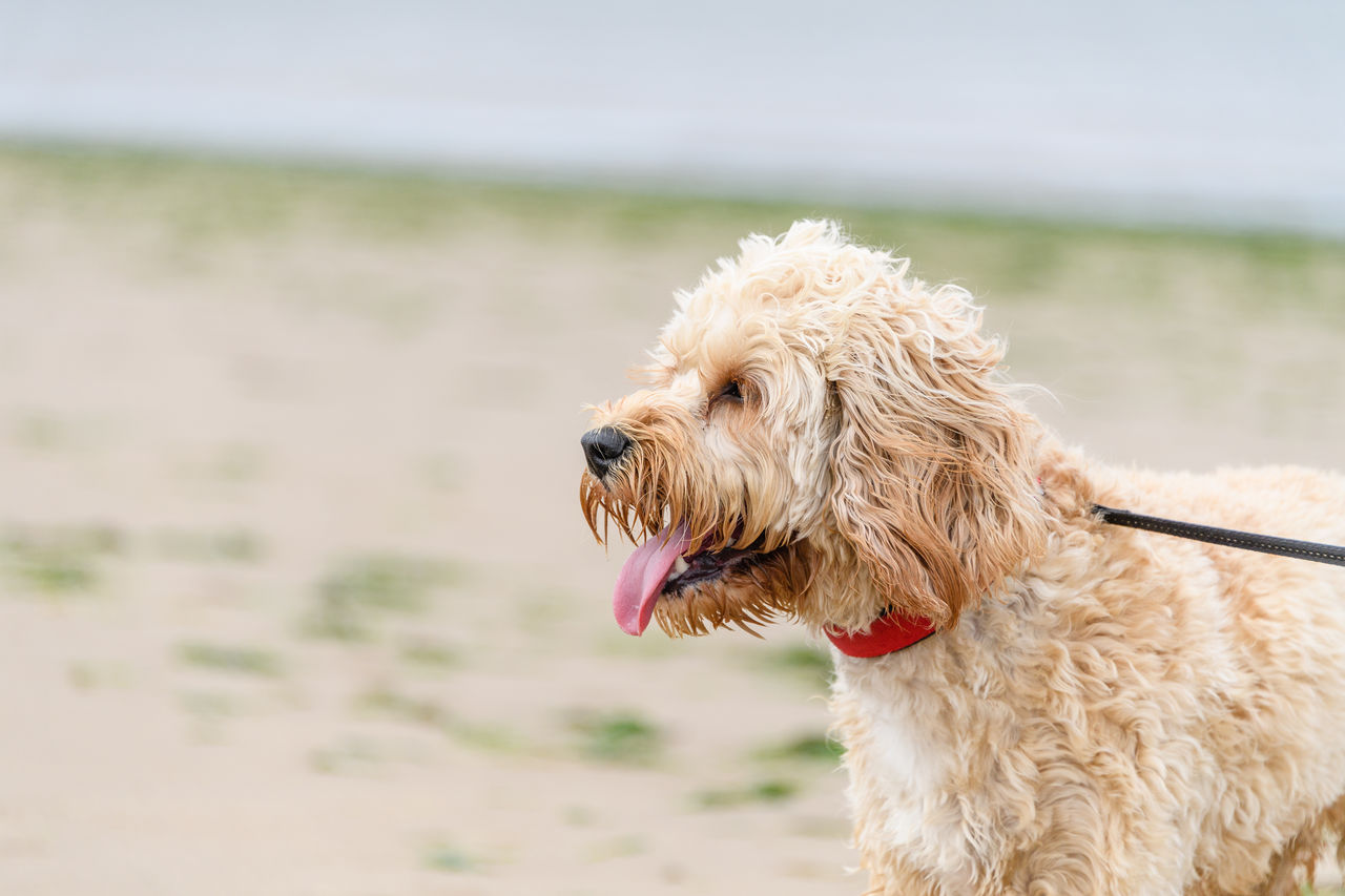 Close-up of dog