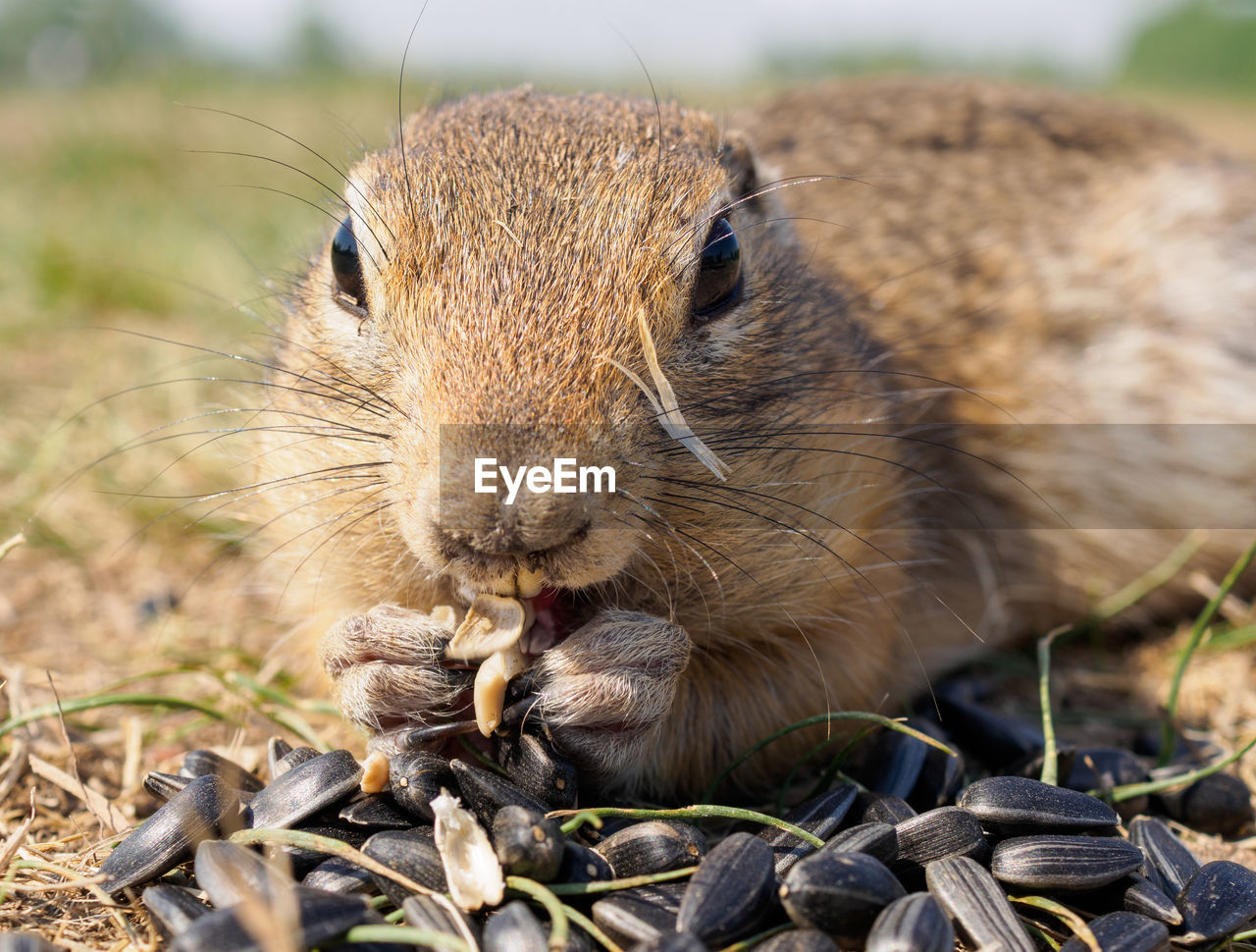 animal, animal themes, animal wildlife, mammal, one animal, wildlife, squirrel, rodent, whiskers, portrait, eating, nature, no people, food, cute, looking at camera, close-up, prairie dog, outdoors, grass, food and drink, animal body part, day, chipmunk