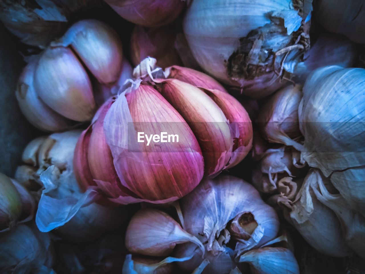 Full frame of onions
