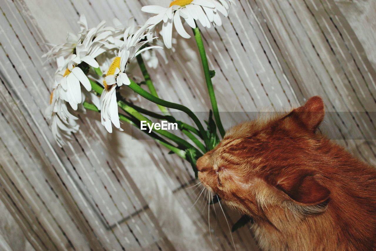 Close-up of cat by flowers