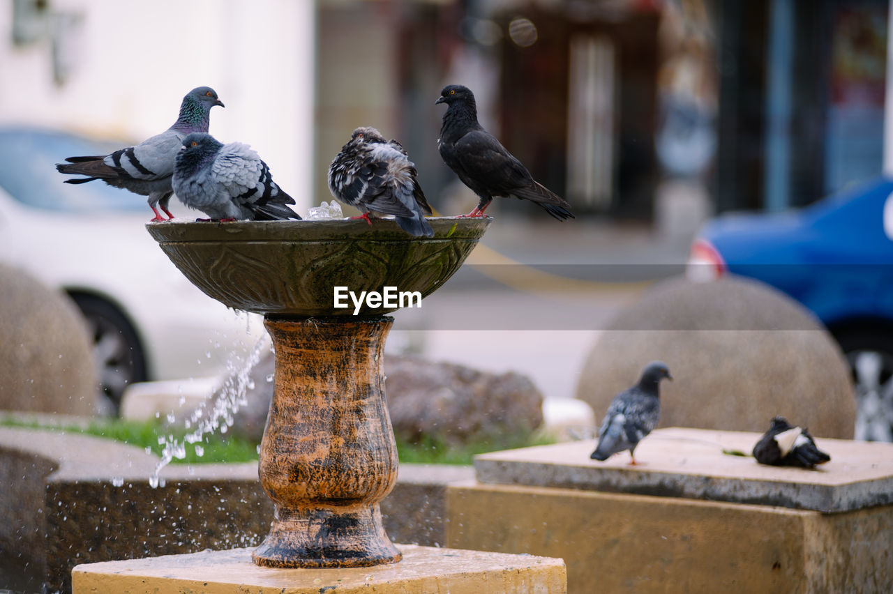 Pigeons on fountain