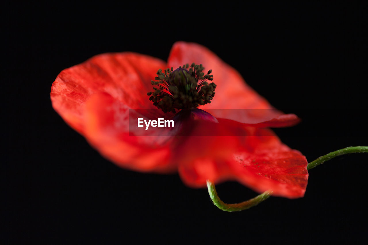 Close-up of red poppy against black background