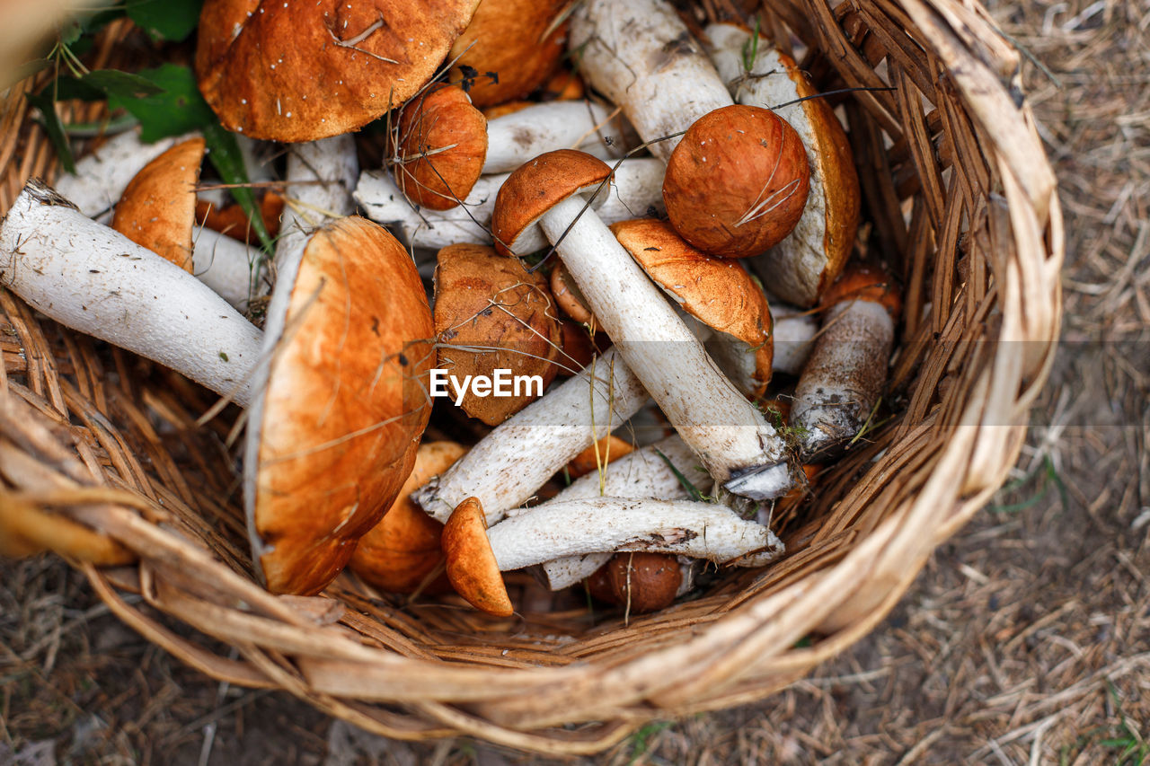 Wicker basket full of boletus mushrooms