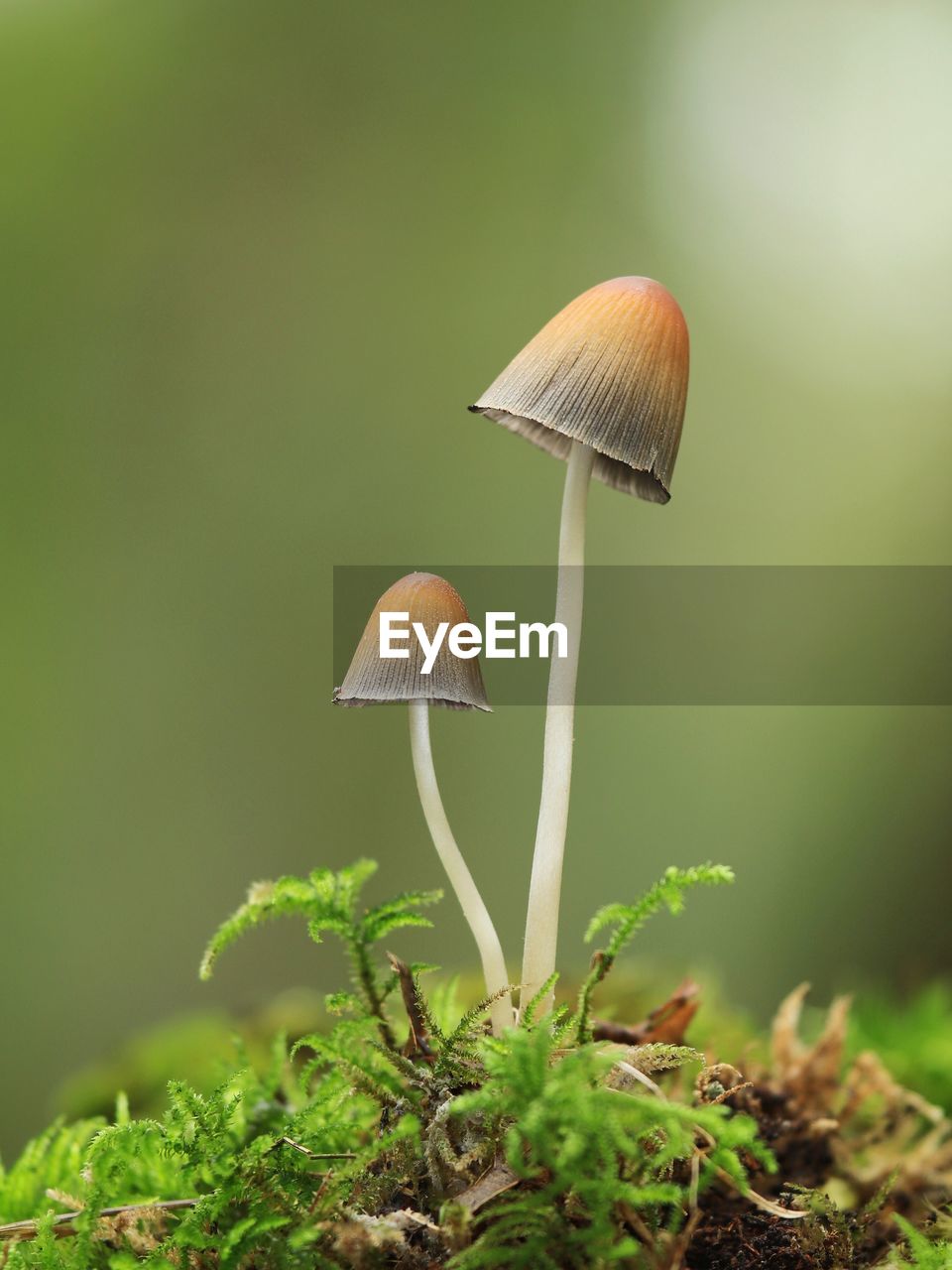 Close-up of mushroom growing outdoors