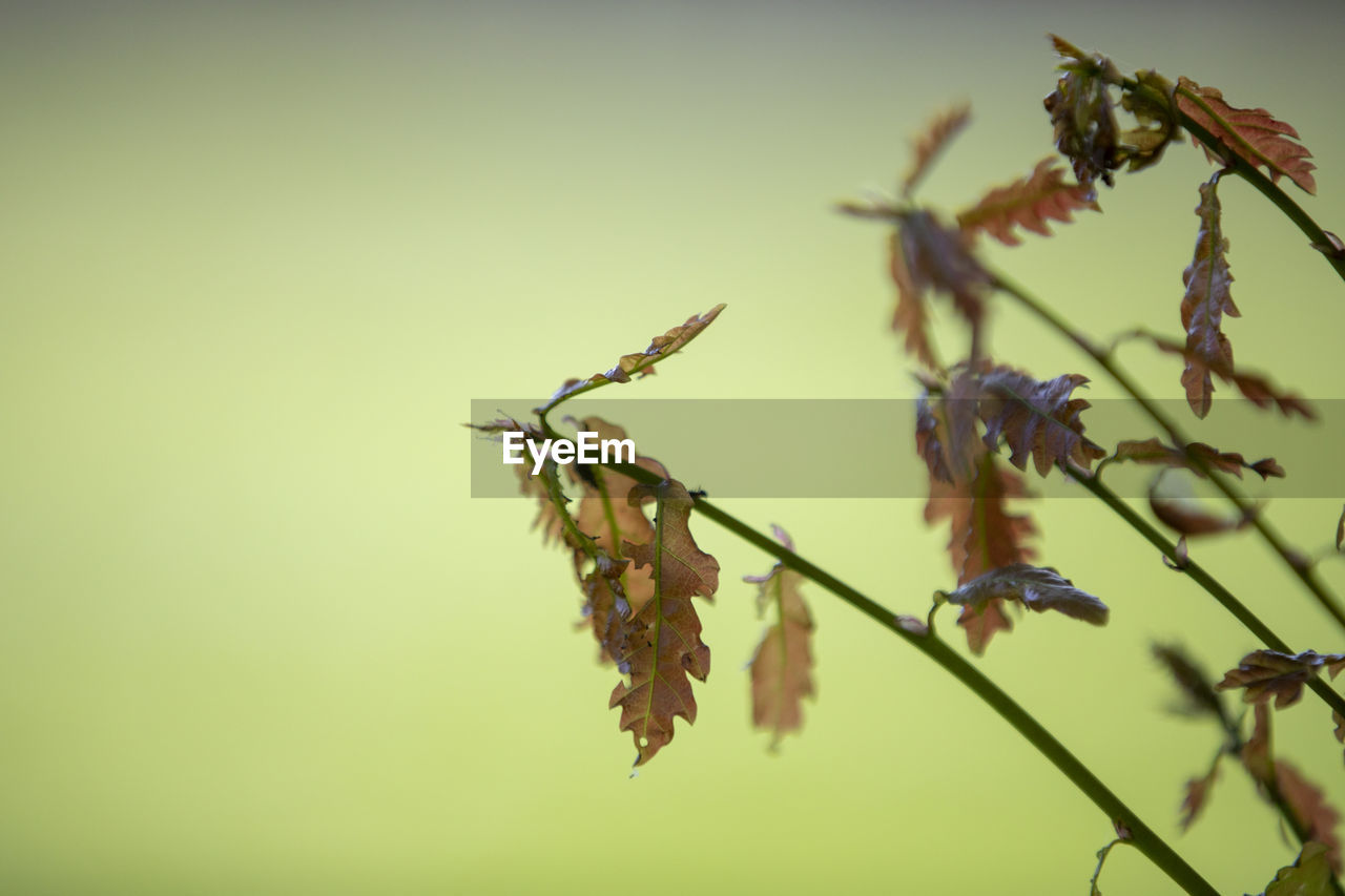 Close-up of plant on twig