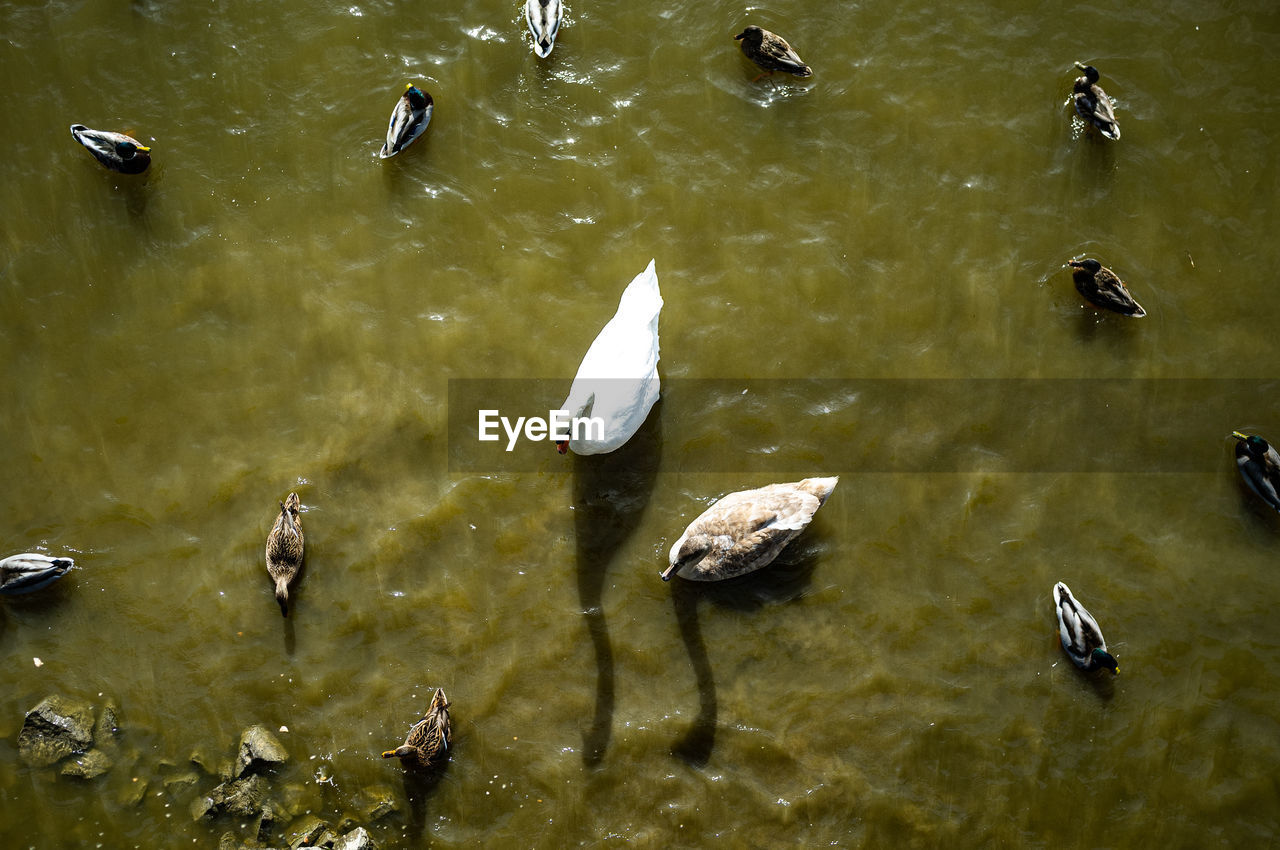 HIGH ANGLE VIEW OF BIRDS IN LAKE