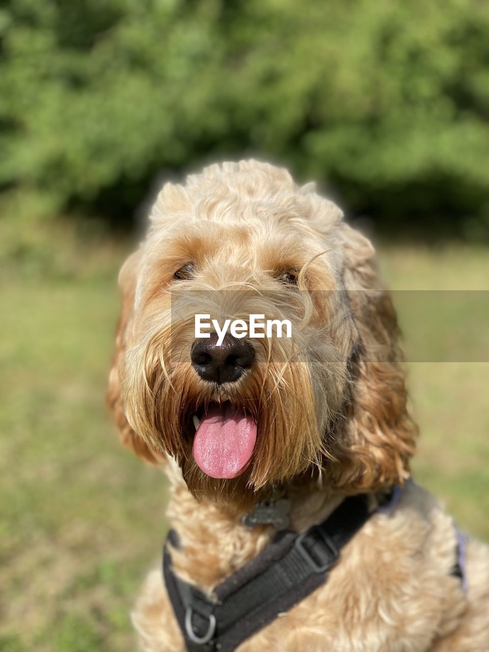 Close-up portrait of a dog