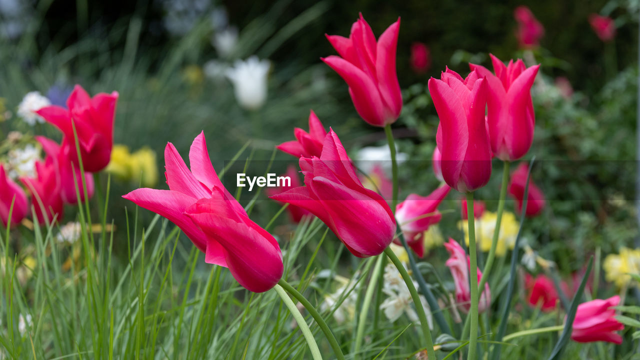 plant, flower, flowering plant, freshness, beauty in nature, petal, fragility, nature, pink, growth, inflorescence, close-up, flower head, red, no people, springtime, day, green, grass, outdoors, focus on foreground, field, land, tulip, blossom, leaf, botany, flowerbed, plant part