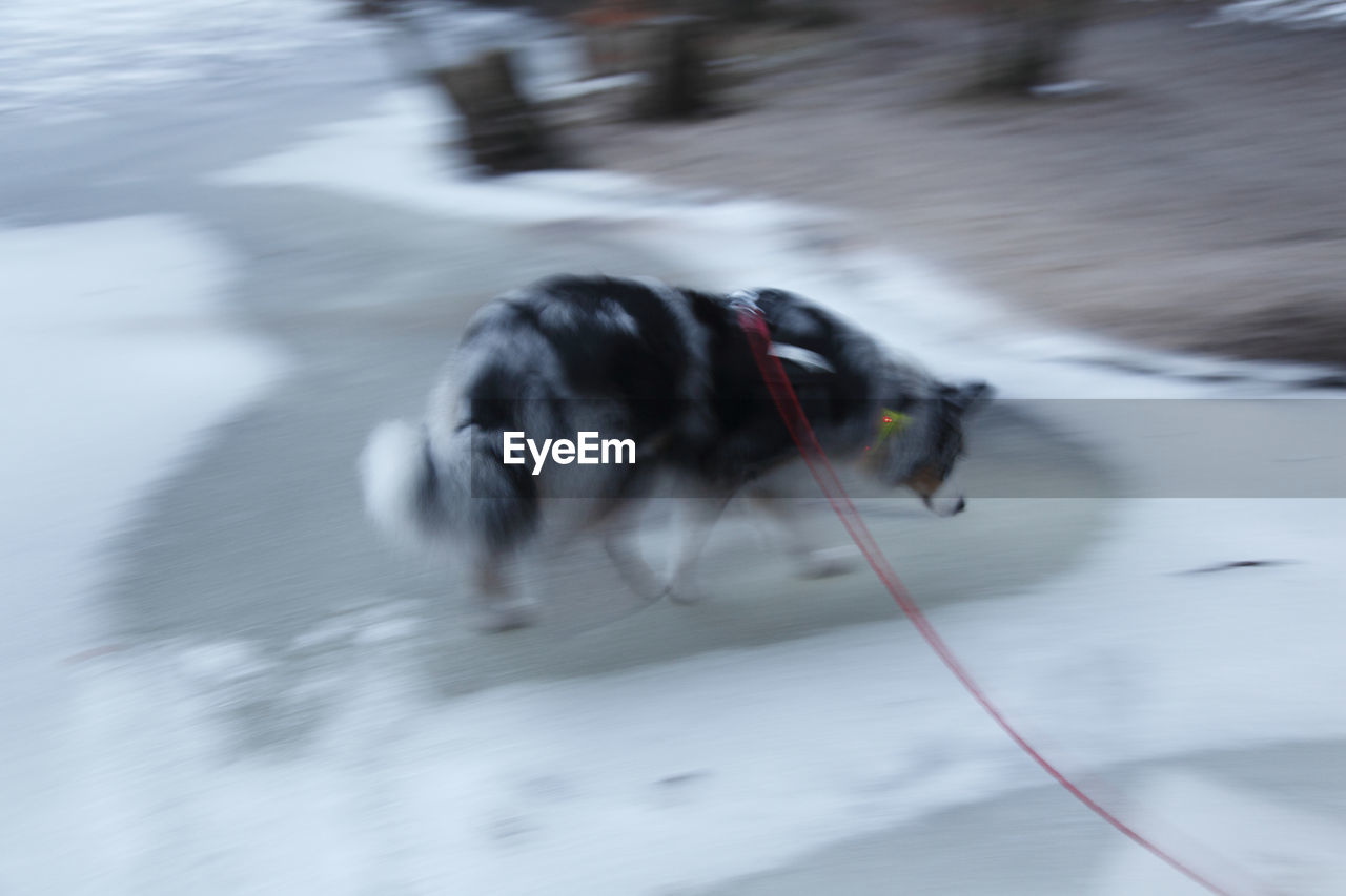 DOG ON SNOW