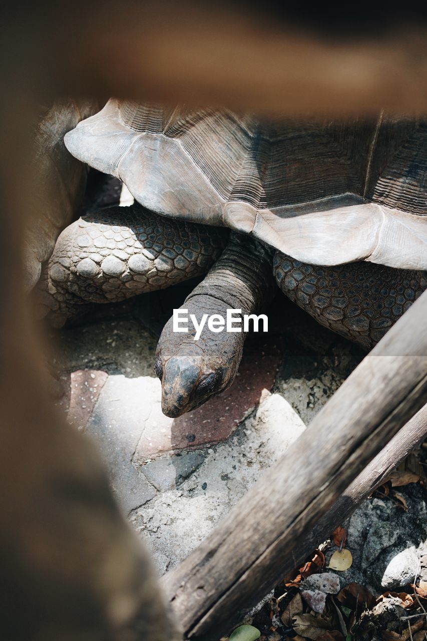 nature, close-up, wood, reptile, rock, leaf, macro photography, turtle, animal, no people, tortoise, animal themes, wildlife, outdoors, animal wildlife, day, timber, log