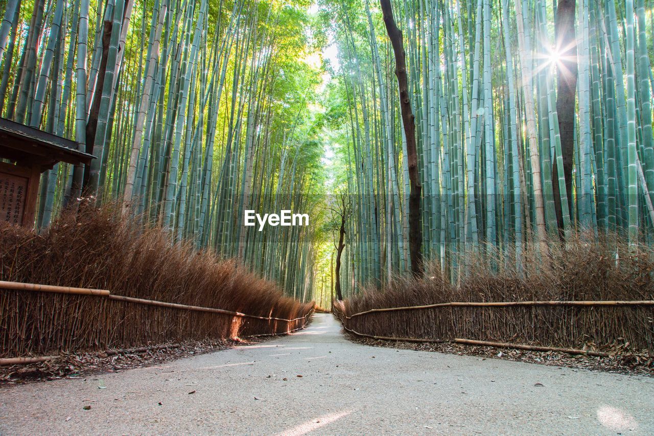 VIEW OF BAMBOO THROUGH FOREST