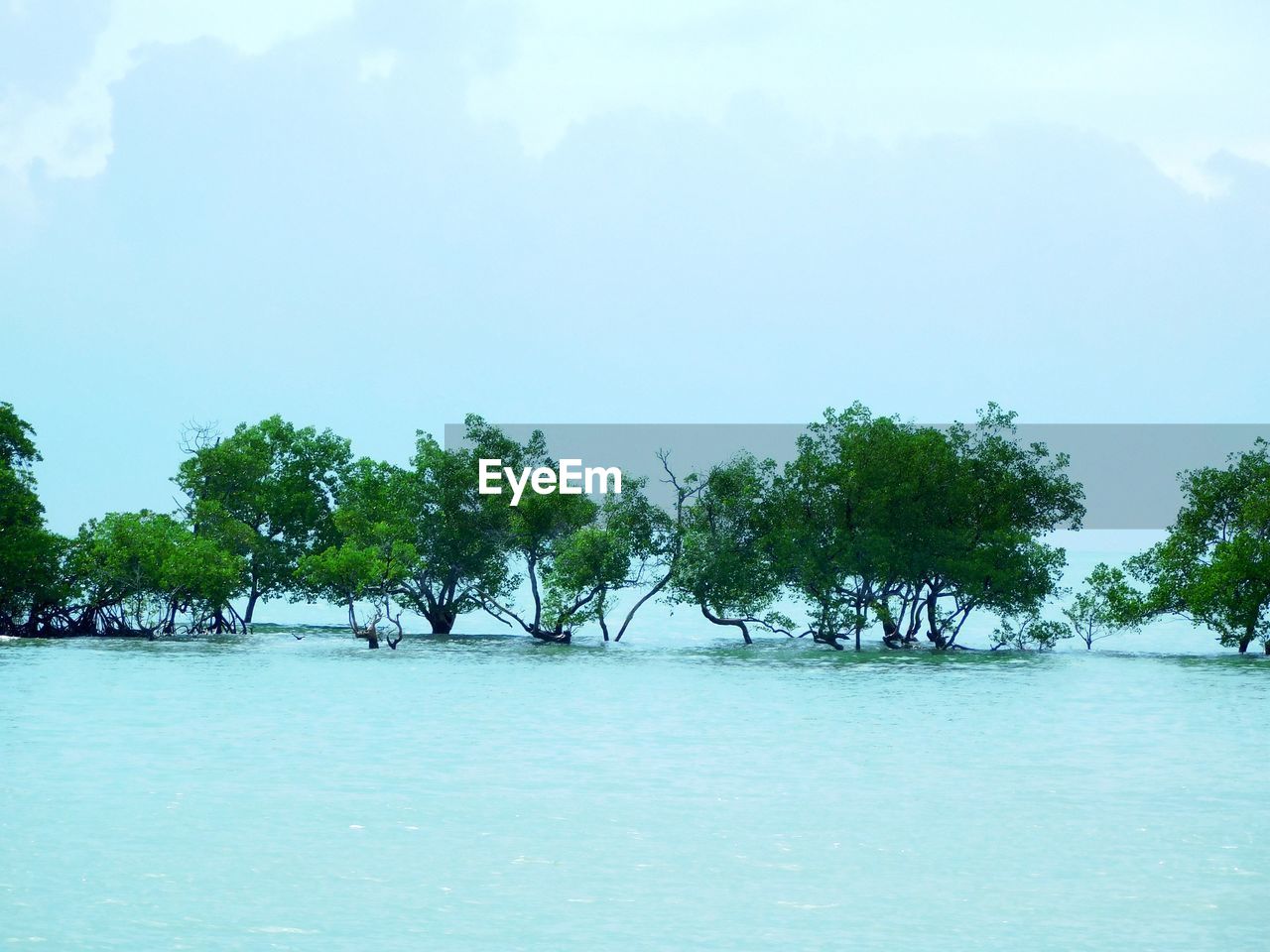 TREES ON SHORE AGAINST SKY