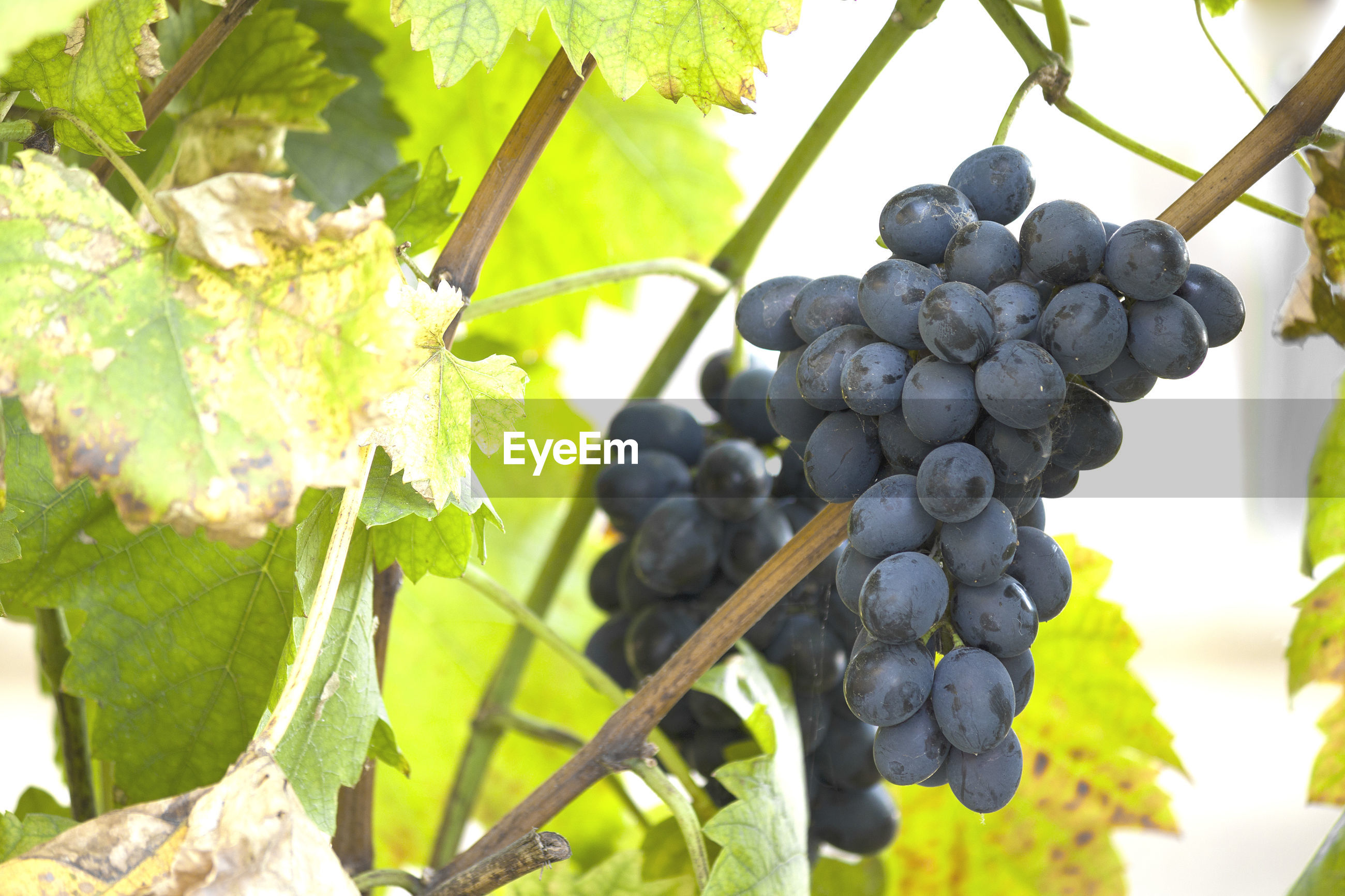 Closeup of grapes growing on tree ID 139050672