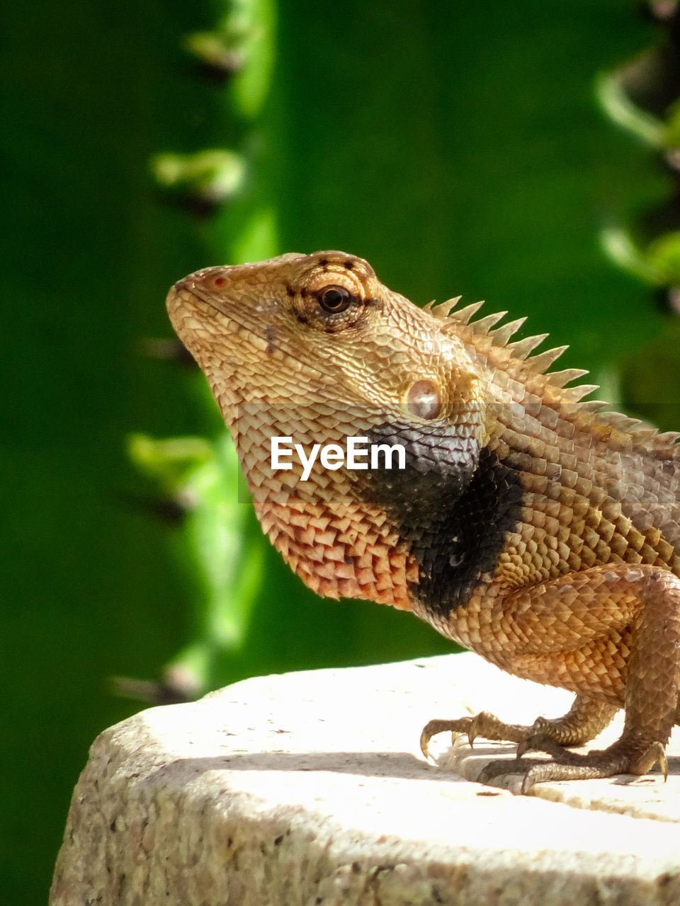Pokke Lizard Reptile Iguana Close Up Dragonfly On Eyeem