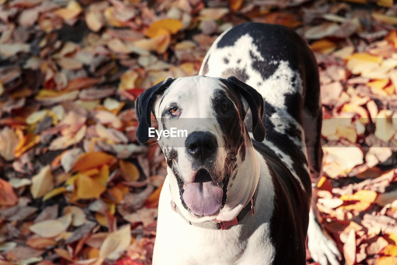 Harlequin Great Dane Dog In Autumn Colorful Leaves On Eyeem