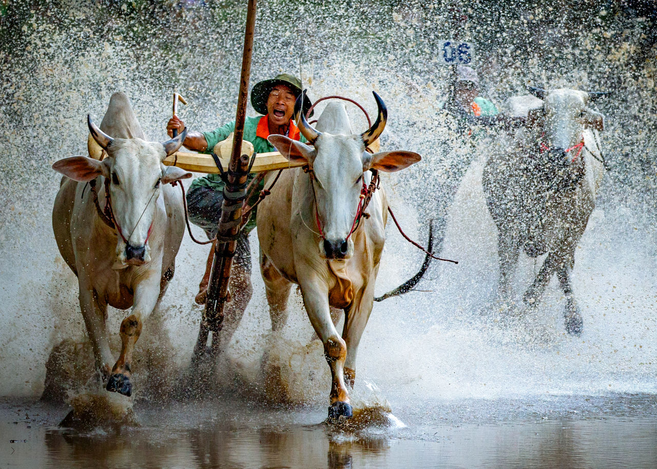 Excited man with bulls running in pond during race