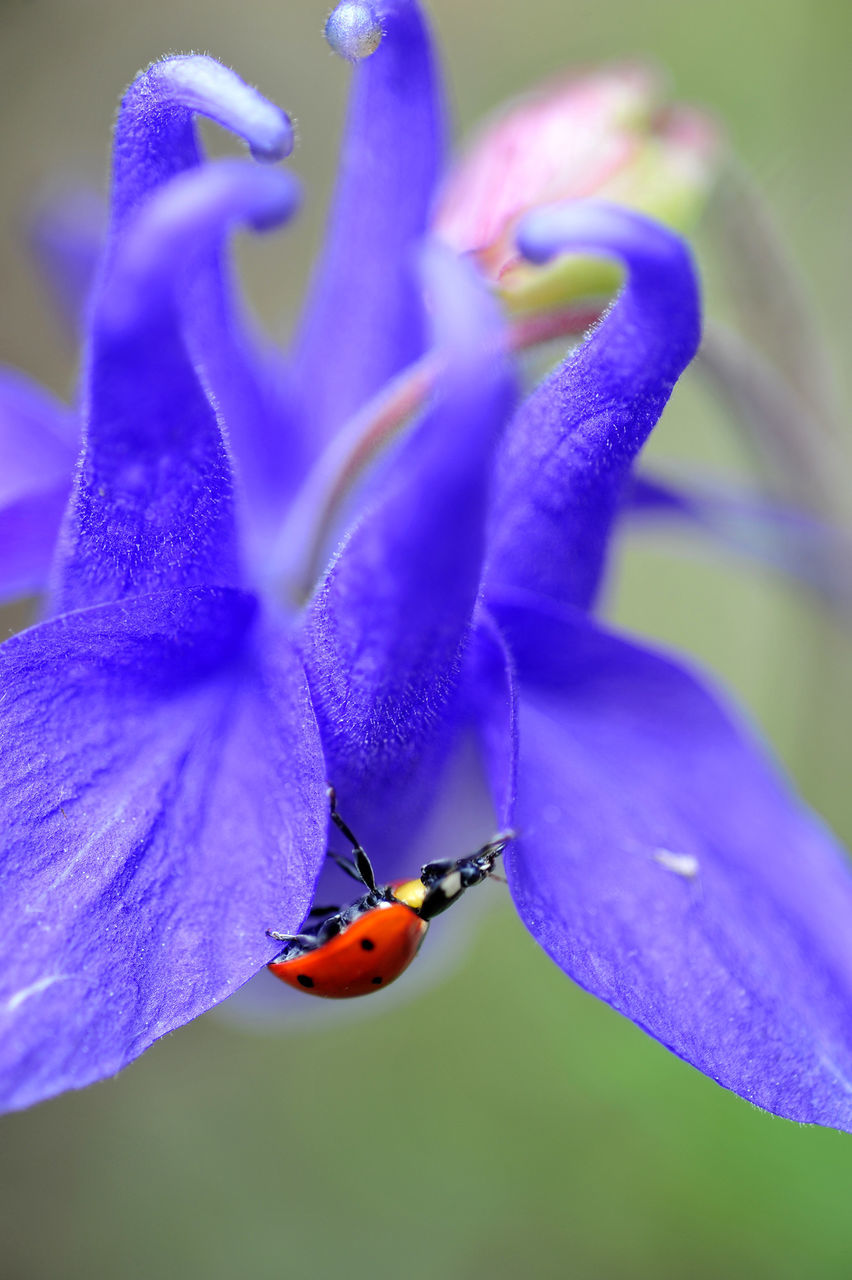 Close-up of ladybug on purple flower