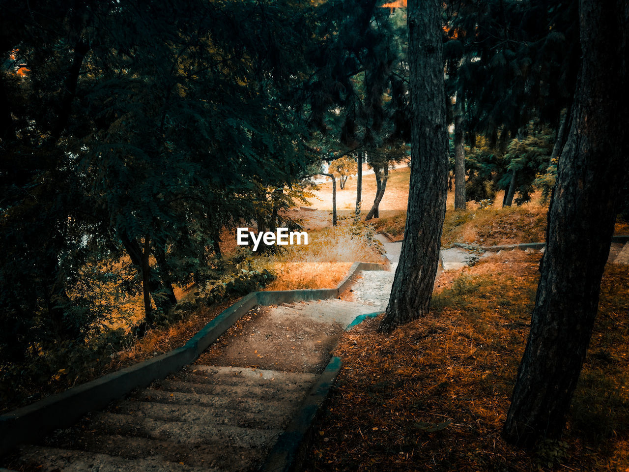 Trees in forest during autumn
