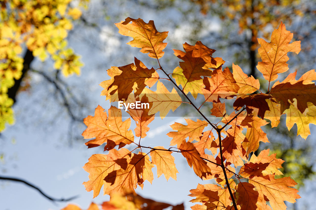 LOW ANGLE VIEW OF MAPLE TREE LEAVES