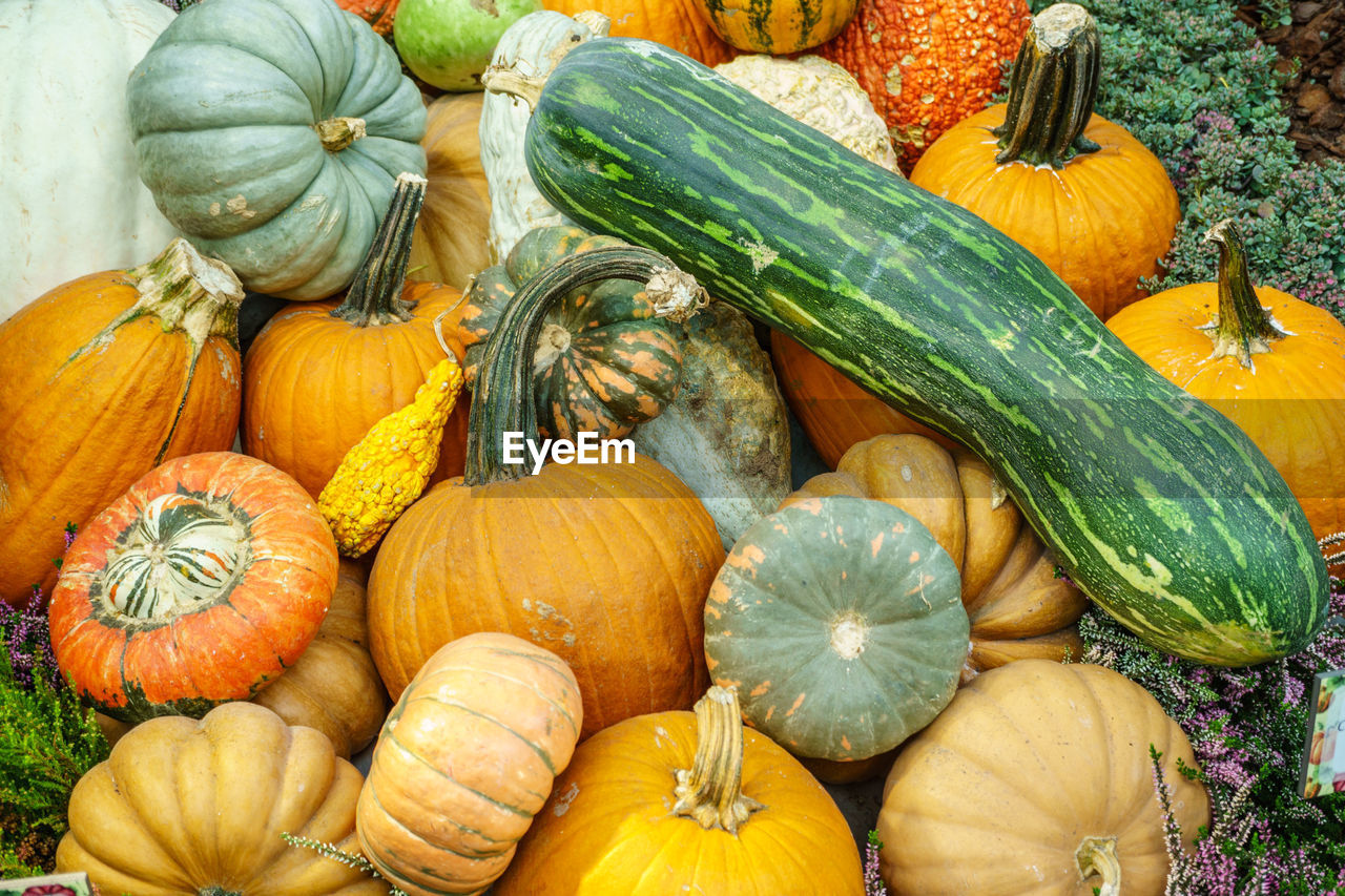 High angle view of pumpkins