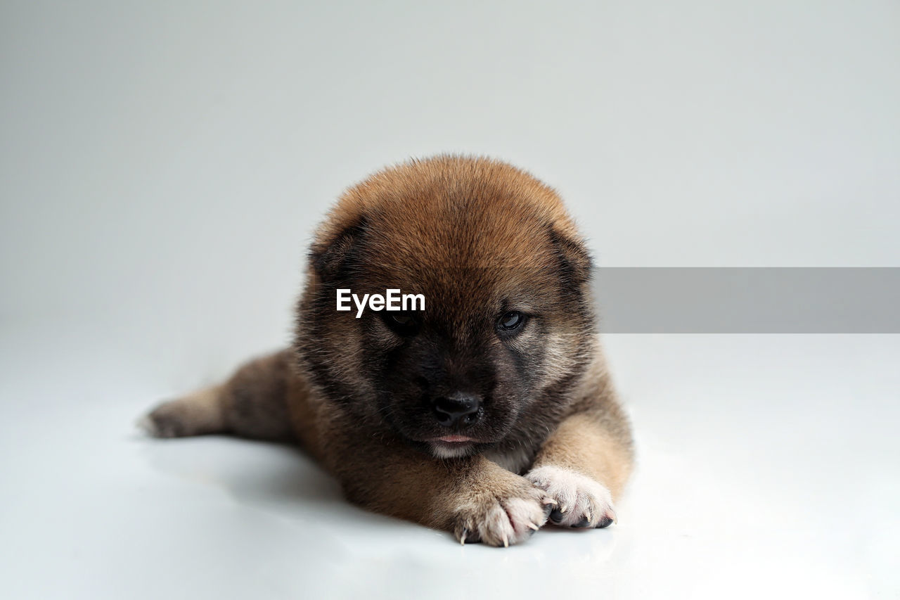 Close Up Of A Newborn Shiba Inu Puppy Japanese On Eyeem