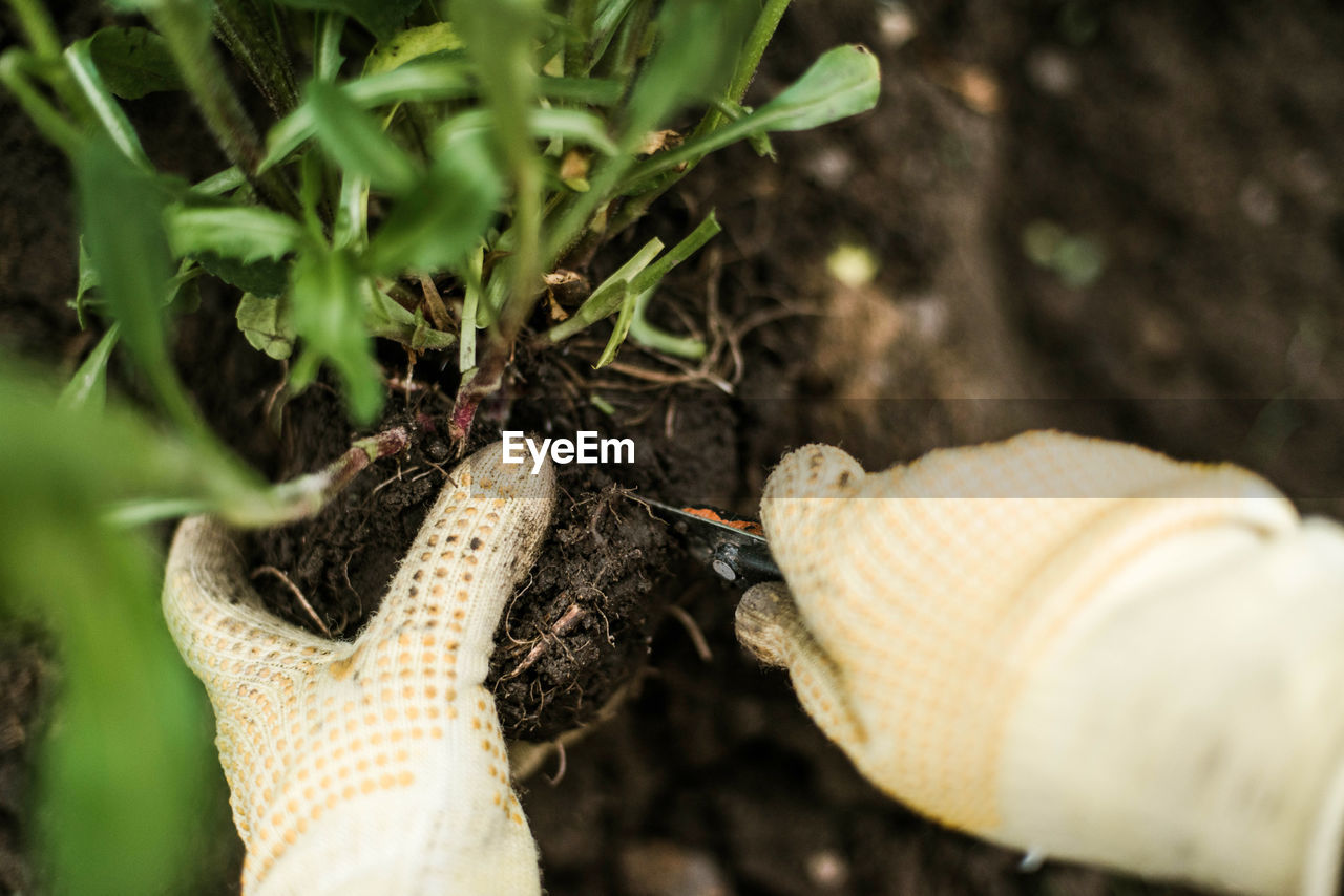 Cropped hand on farmer with soil
