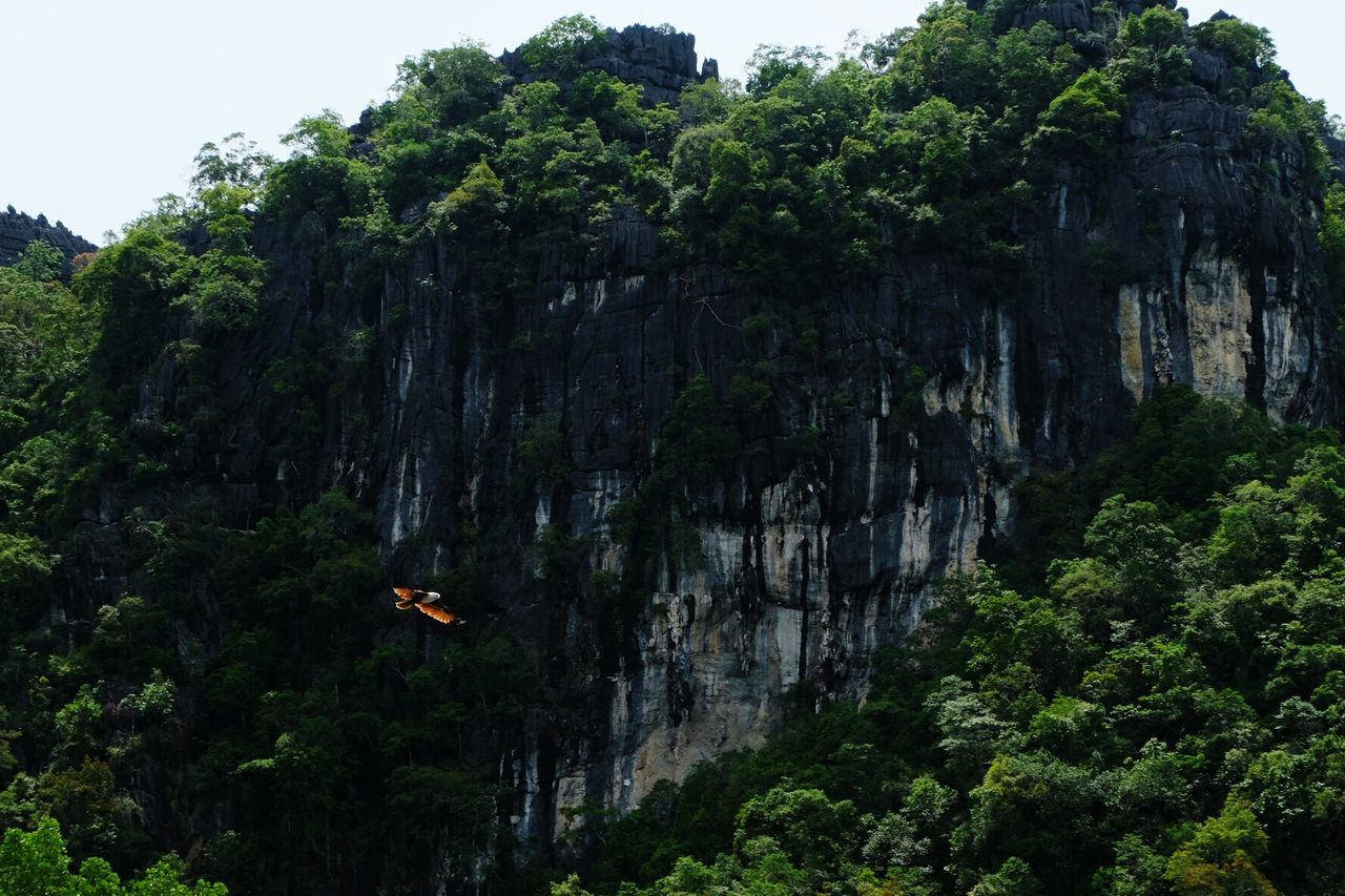 Eagle flying against mountain at langkawi