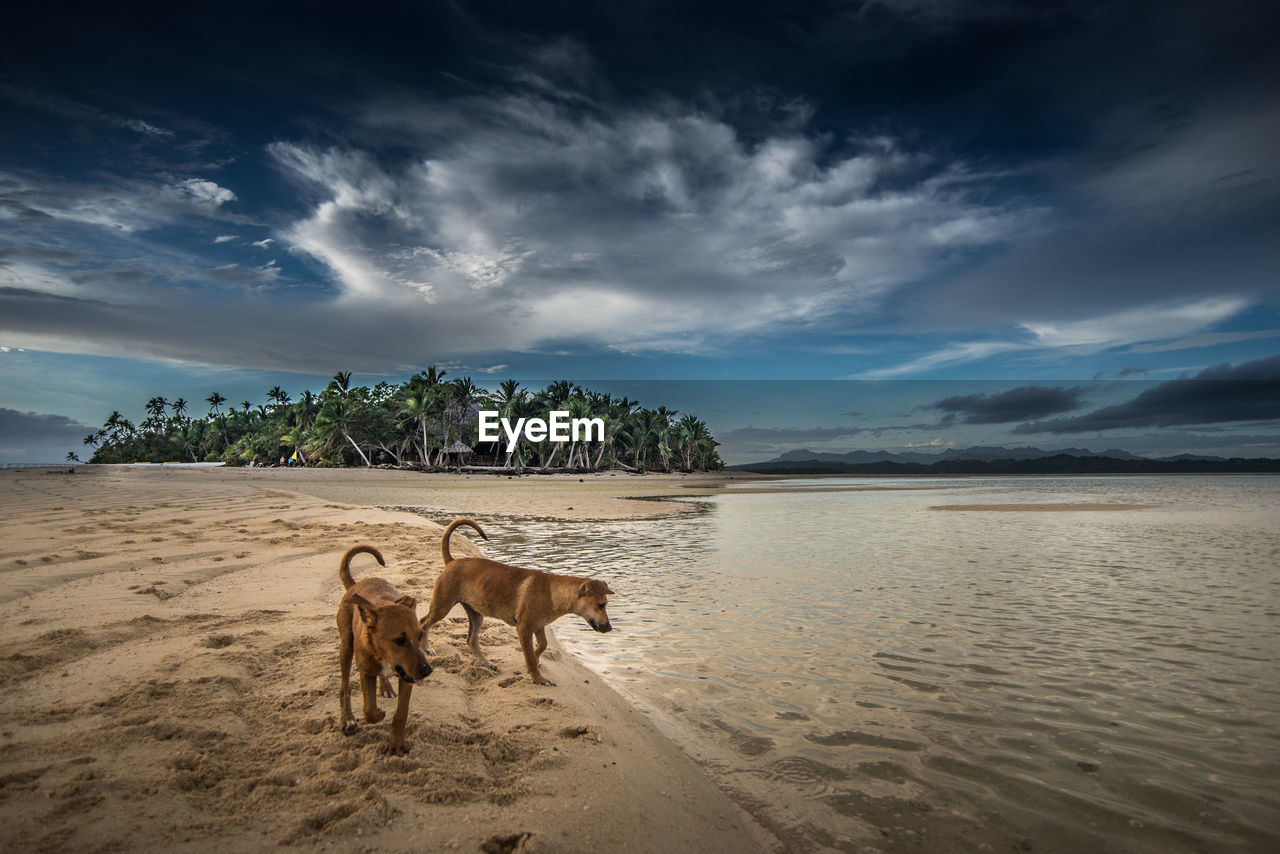 DOG STANDING ON BEACH