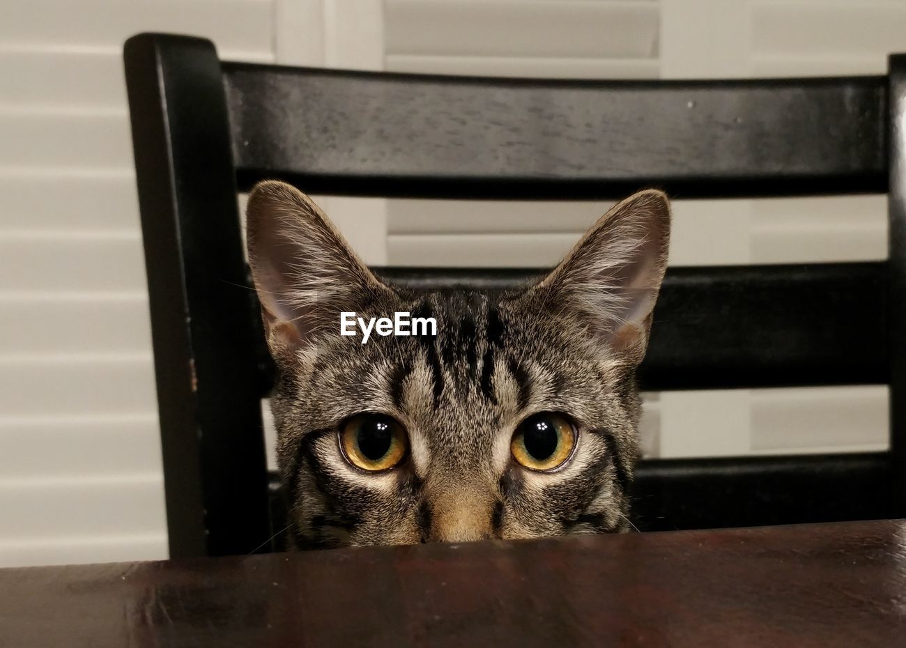Close Up Portrait Of Cat Sitting On Chair Id 100963875