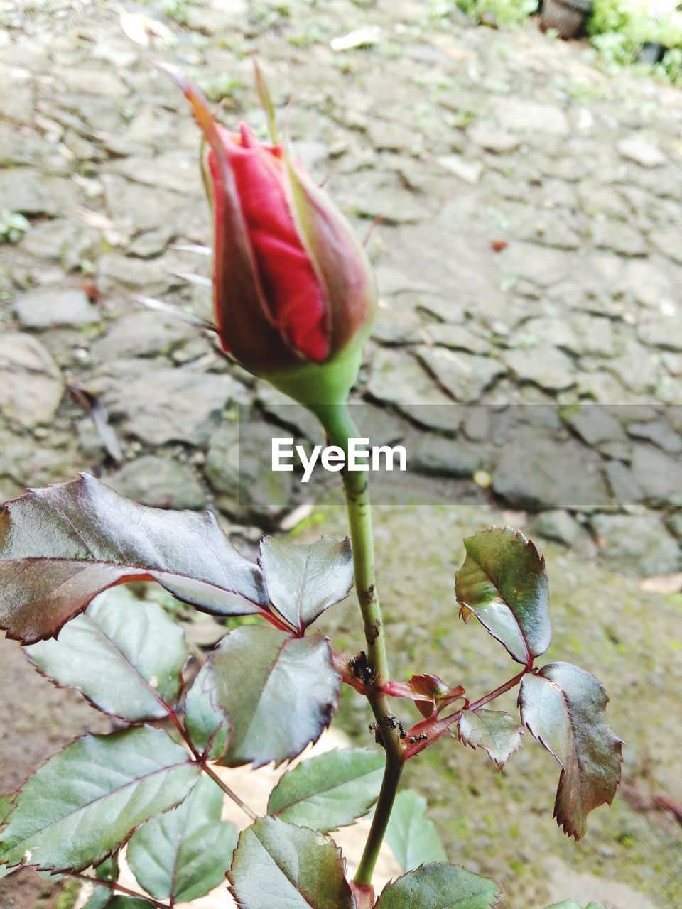 plant, flower, flowering plant, beauty in nature, leaf, growth, nature, plant part, freshness, close-up, no people, fragility, petal, day, focus on foreground, inflorescence, outdoors, bud, flower head, green, red, plant stem, pink, rose, botany, blossom