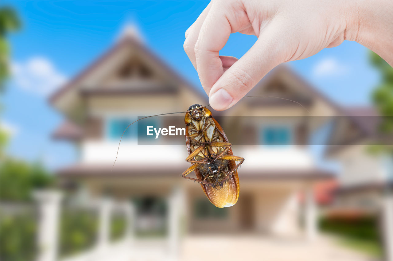 Close-up of hand holding cockroach against house