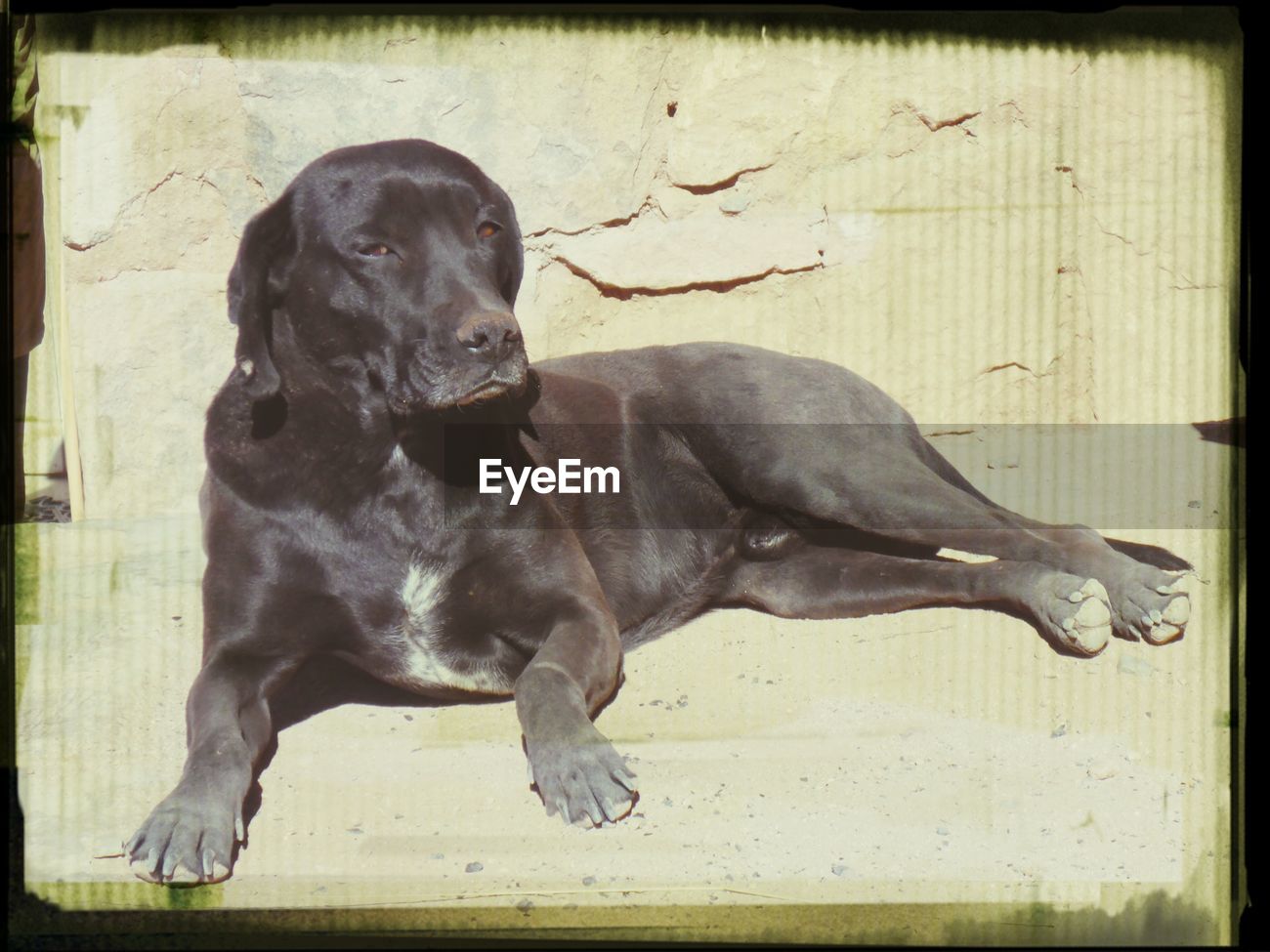 Black Labrador Lying On Bench Id 52208609