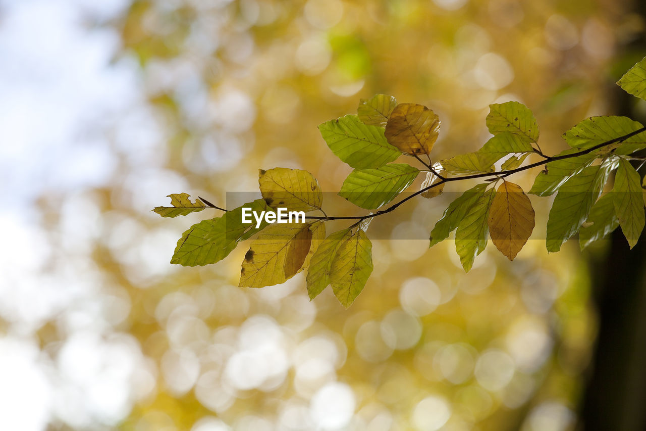 Close-up of leaves on tree