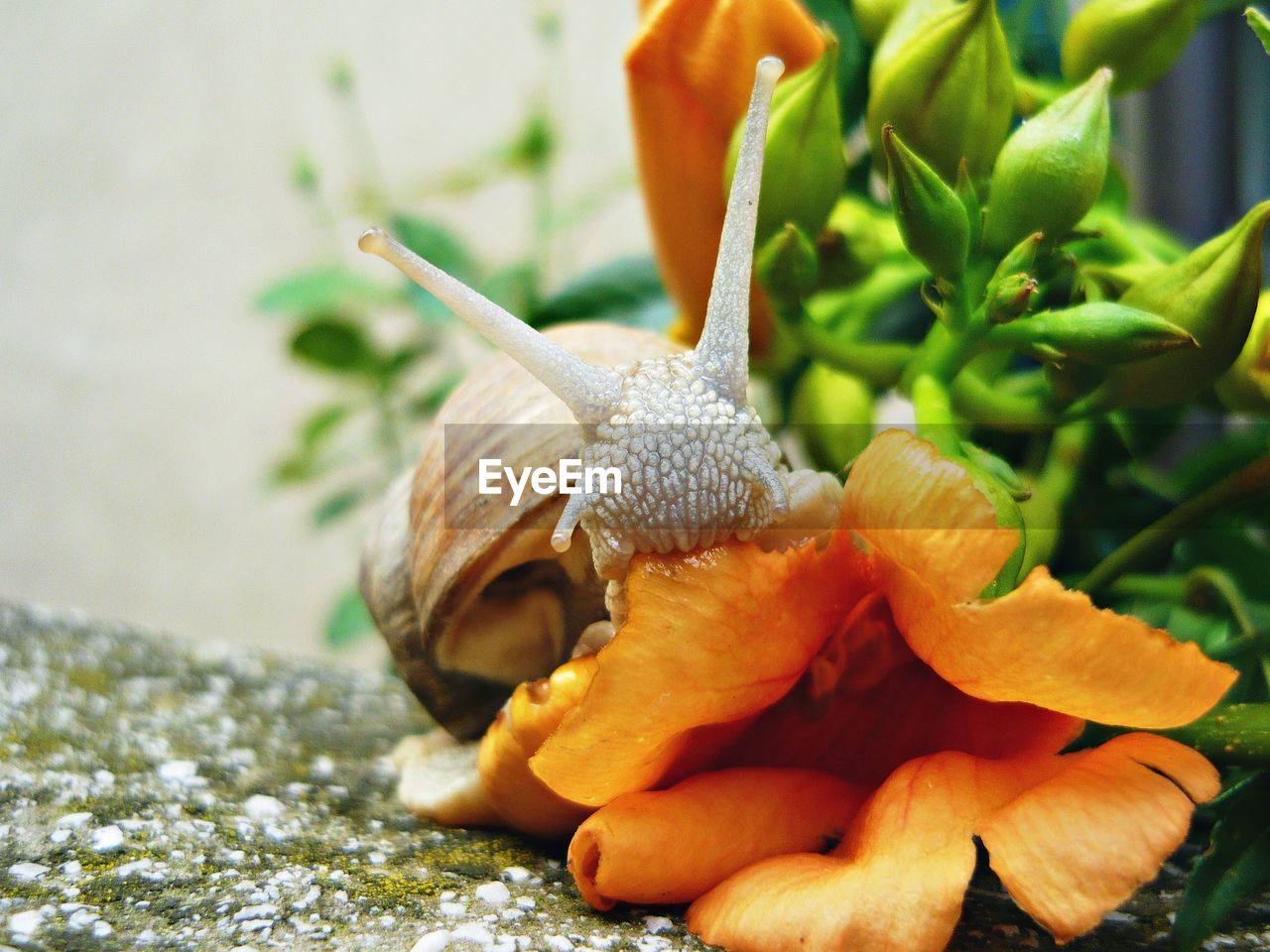 Close-up of snail on flower