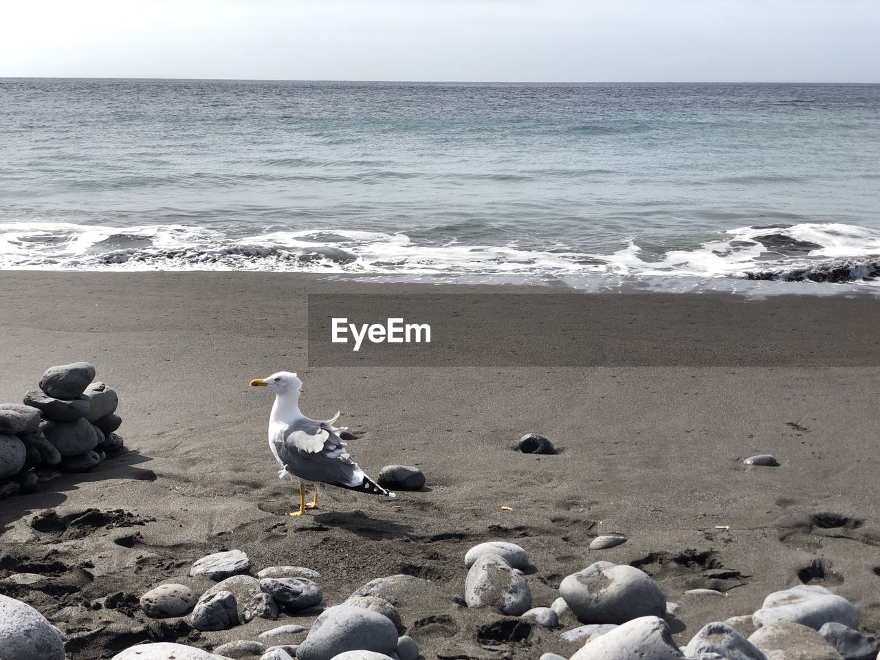 VIEW OF SEAGULLS ON BEACH