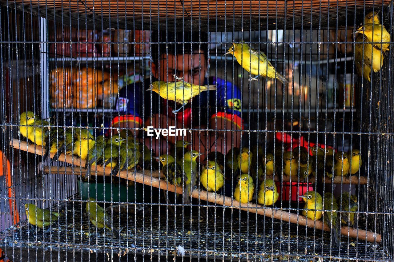 BIRDS IN CAGE