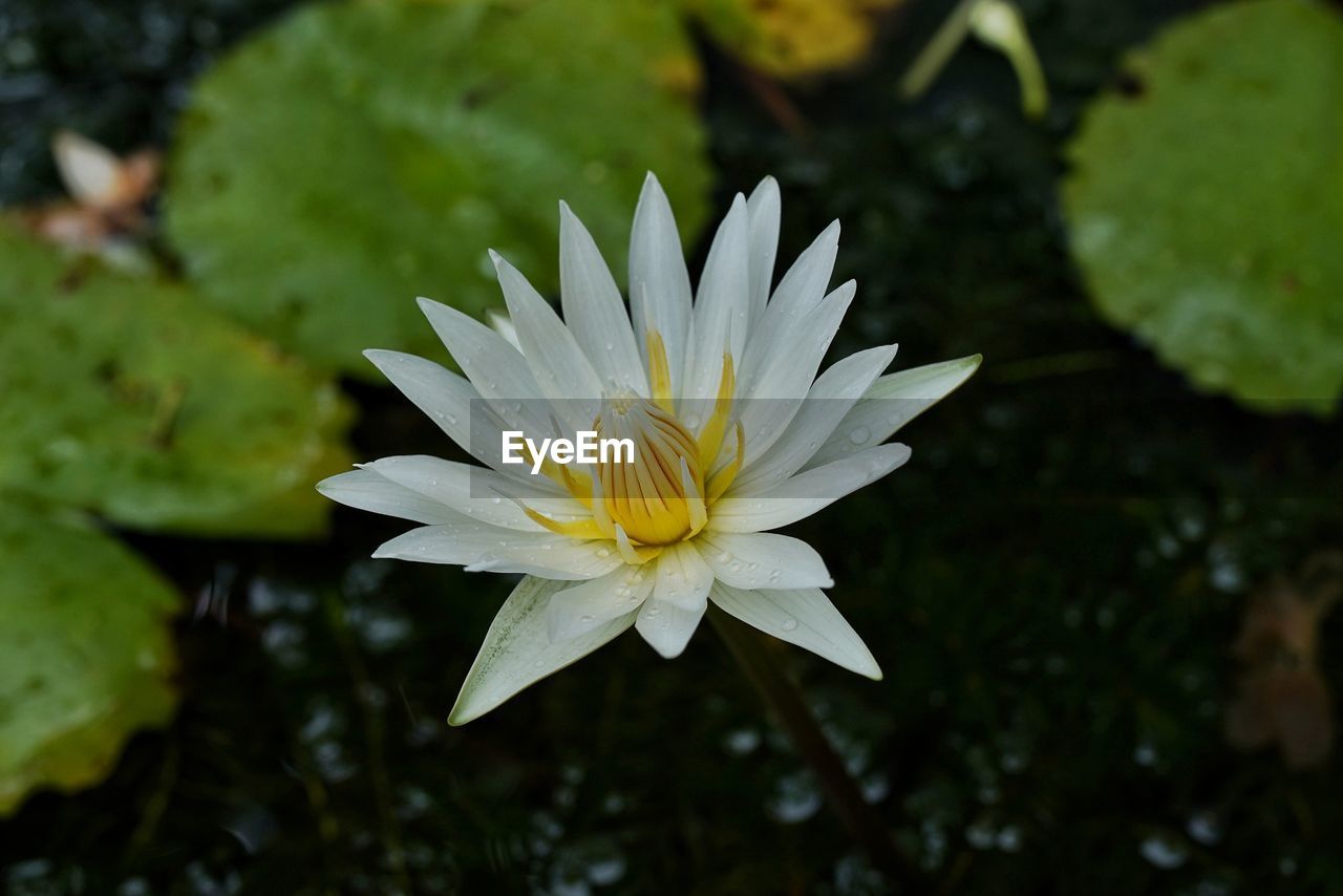 CLOSE-UP OF WHITE WATER LILY IN GARDEN