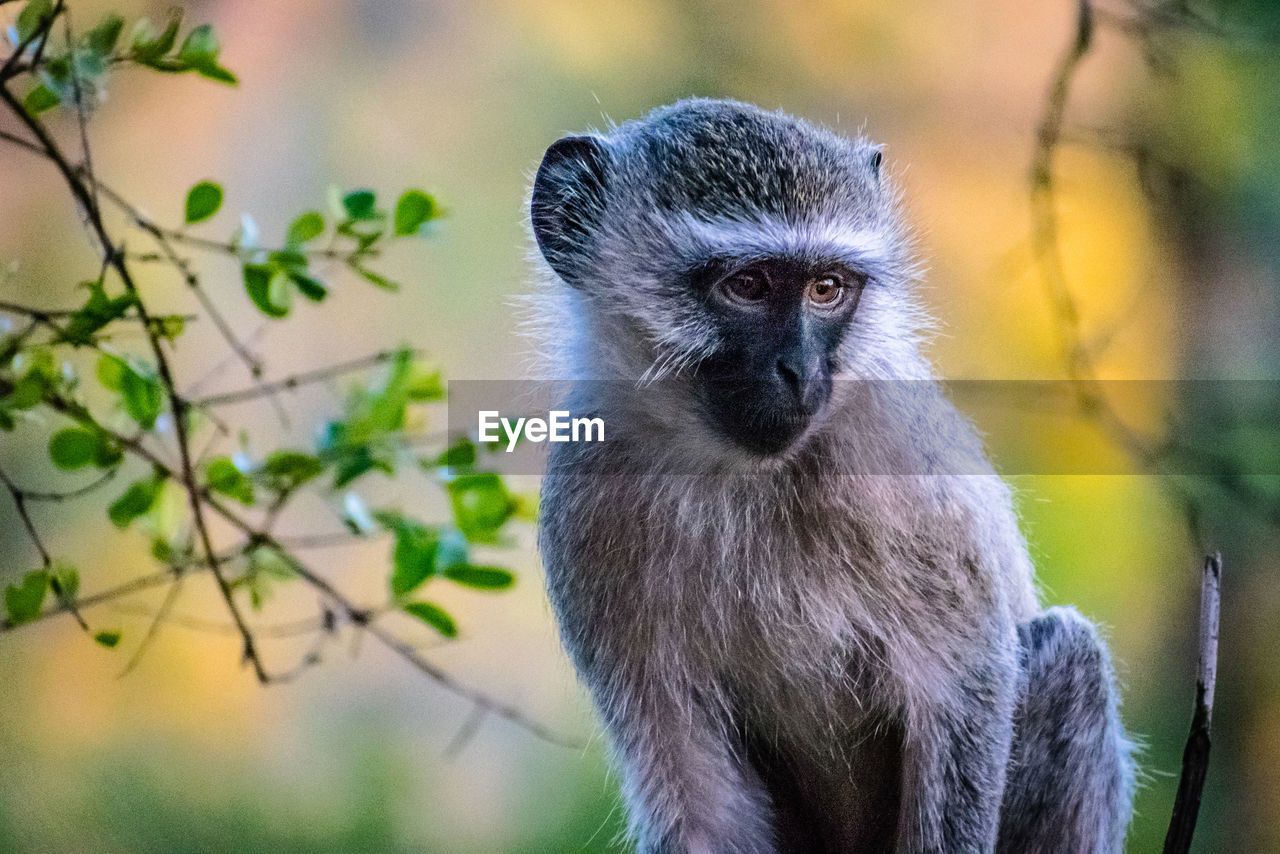 CLOSE-UP OF MONKEY AGAINST TREE