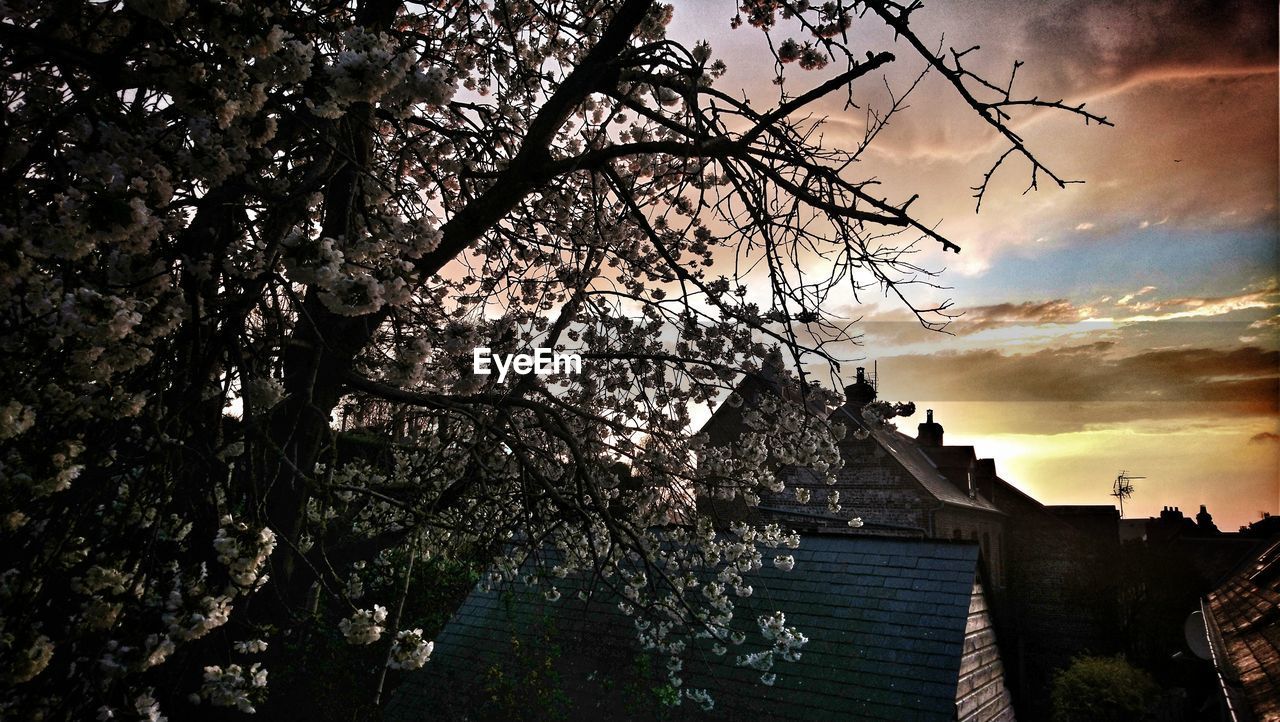 LOW ANGLE VIEW OF FLOWERING TREE AGAINST SKY DURING SUNSET