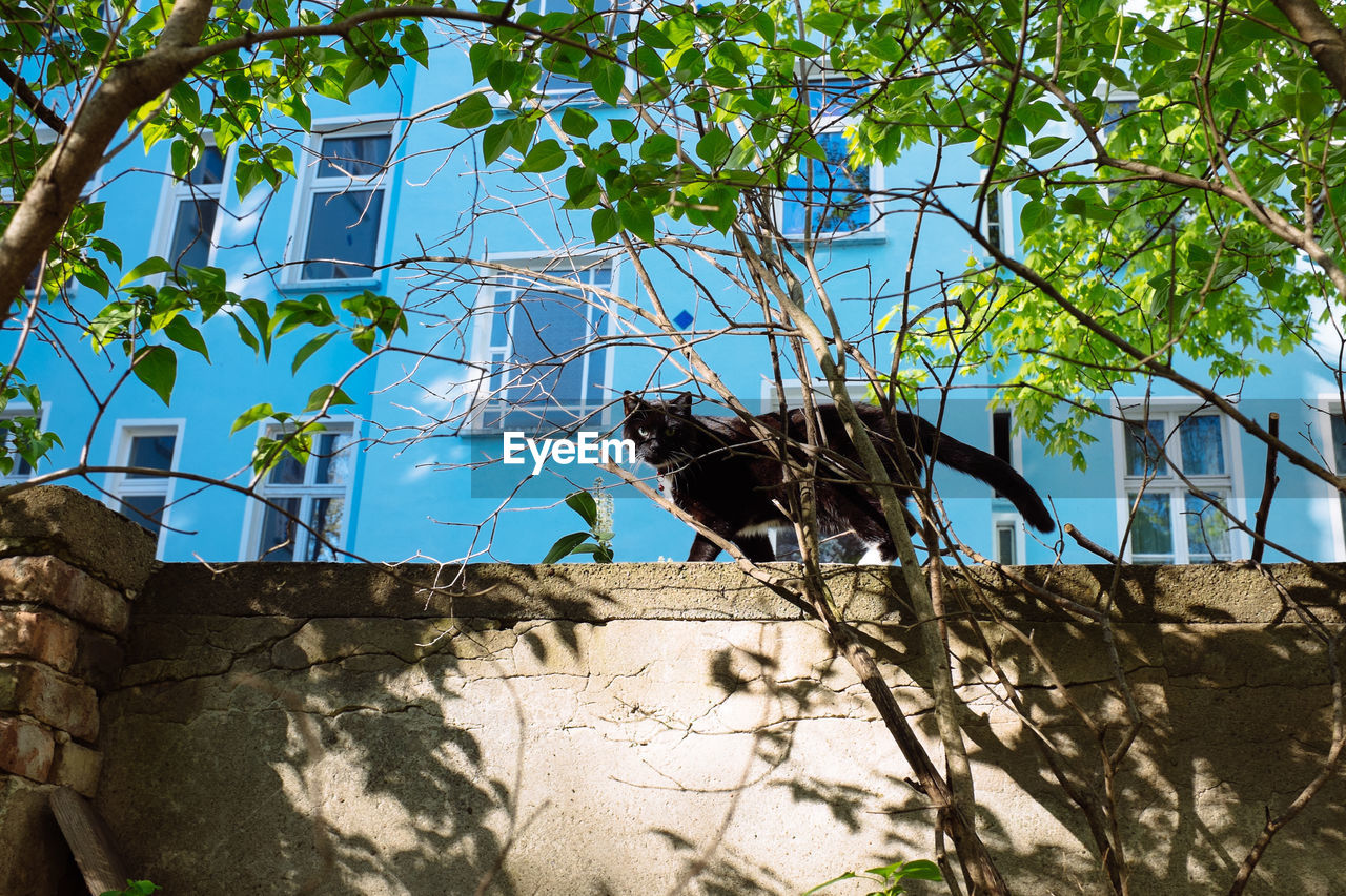 Portrait of a cat on wall against windows